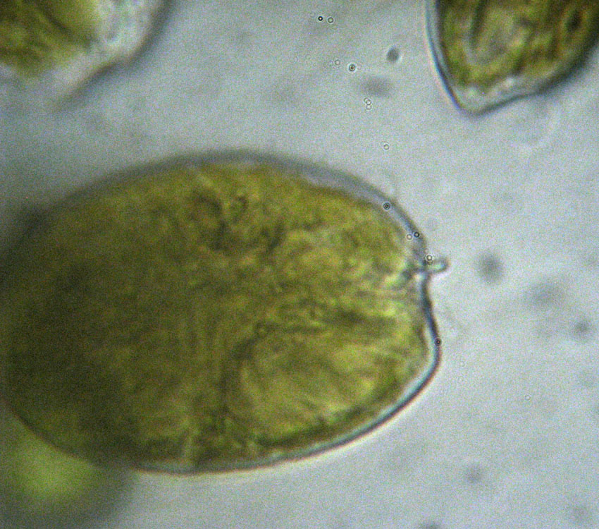 Probabile Prorocentrum minimum, dinoflagellato marino